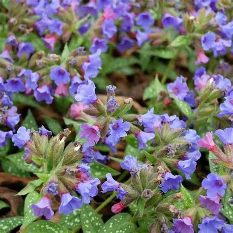 Spring blooming Lungwort with blue flowers and patterned foliage in a shaded border