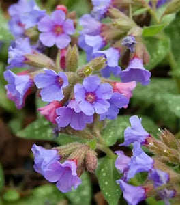 Trevi Fountain Lungwort