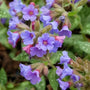 Pulmonaria ‘Trevi Fountain’ blooming with cobalt-blue flowers above silver-spotted leaves
