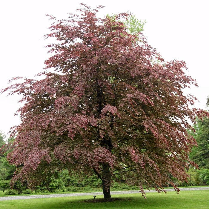 Bi Tree Color Tri Color Beech Tree Landscaping Planting A Tricolor Beech, Mother's