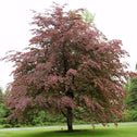 Tri-Color Beech Tree