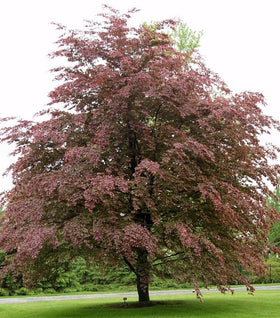 Tri-Color Beech Tree