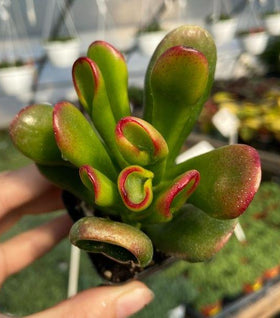 Tricolor Hobbit Jade Succulent