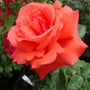 Close-up of Tropicana hybrid tea rose showing bright coral-orange petals, high-centered bloom form, and light fragrance
