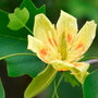 orange and yellow tulip poplar flower with bright green leaves