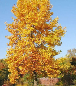 Tulip Poplar