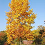 tulip poplar tree in autumn with bright golden yellow orange leaves