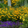 Yellow Tuscan Sun Heliopsis flowers attracting bees and butterflies in full sun
