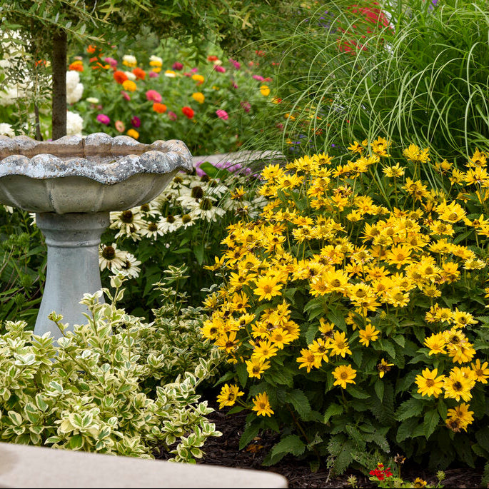 Tuscan Sun Heliopsis with compact golden daisy-like flowers in a sunny perennial border