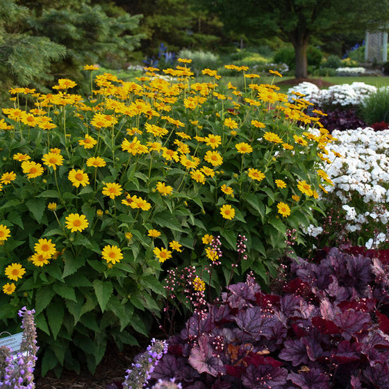 Tuscan Sun Heliopsis with golden-yellow daisy-like flowers and green foliage in a sunny perennial garden
