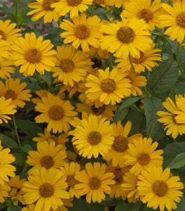 Tuscan Sun Heliopsis