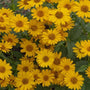 Tuscan Sun false sunflower blooming with golden-yellow flowers and orange-gold centers