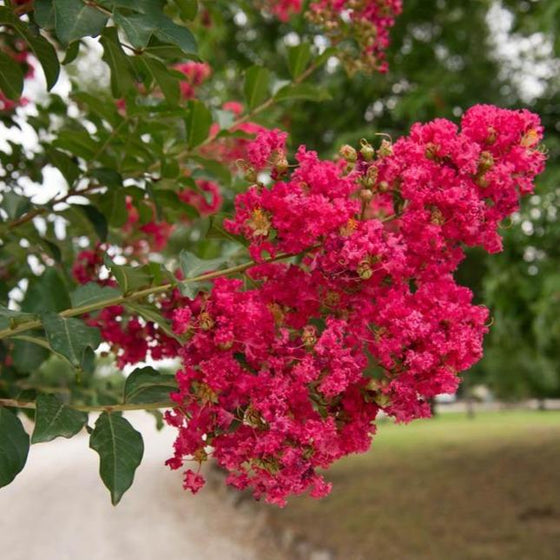 the Tuscarora Crape myrtle pink flower cluster complimented by dark green leaves