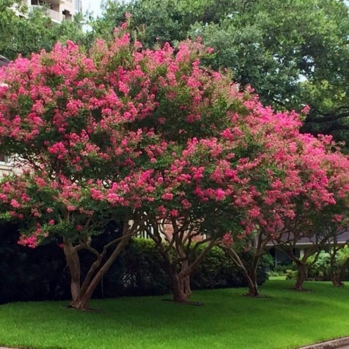 Tuscarora Crape Myrtle Trees For Sale Online | Garden Goods Direct