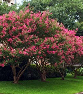 Tuscarora Crape Myrtle