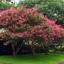 Tuscarora Crape Myrtle Trees Lined up next to a house in full bloom with bright pink flowers
