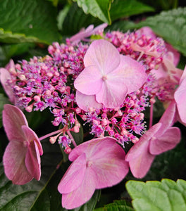 Twist-n-Shout® Reblooming Hydrangea