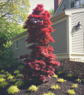 Twombly's Red Sentinel Japanese Maple