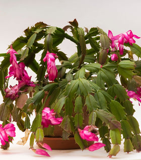 Pink Christmas Cactus