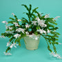 large white christmas cactus in bloom
