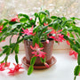 red christmas cactus in bloom