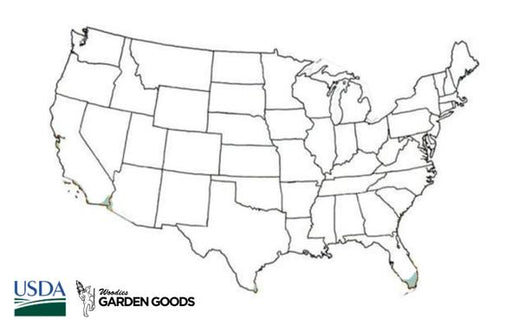 Adenium obesum (Desert Rose Plant) Hardiness Zones 11-12