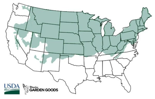 Black Hills Spruce Tree Hardiness Zones 3-6
