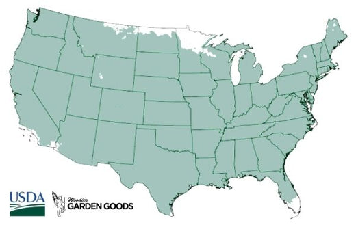 Salvia Blue Hill Hardiness Zones 4-9