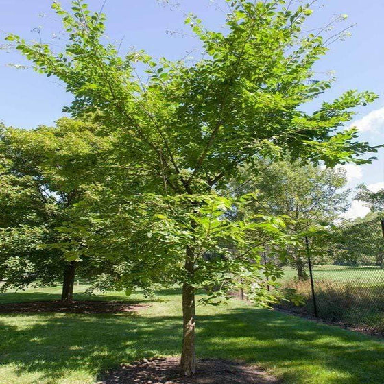 Valley Forge Elm Tree