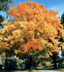 Valley Forge Elm Tree