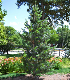 Vanderwolf's Pyramid Limber Pine