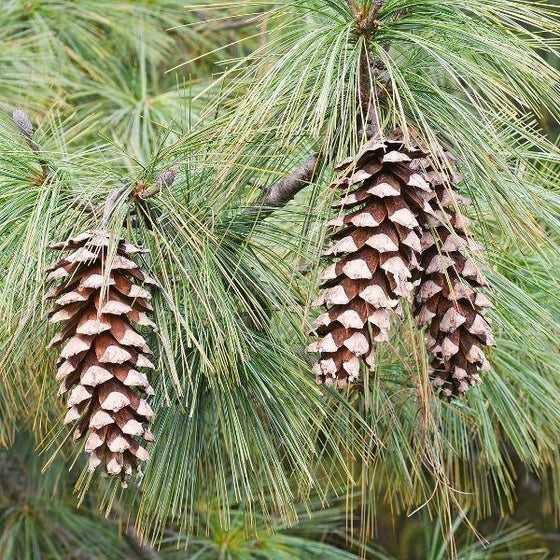 limber pine tree close up with pine and pinecone