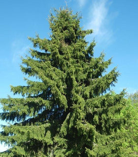 Vanderwolf's Pyramid Limber Pine