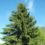 Vanderwolfs Pyramid Pine Tree with green pine 