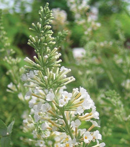 Vanilla Treat Butterfly Bush