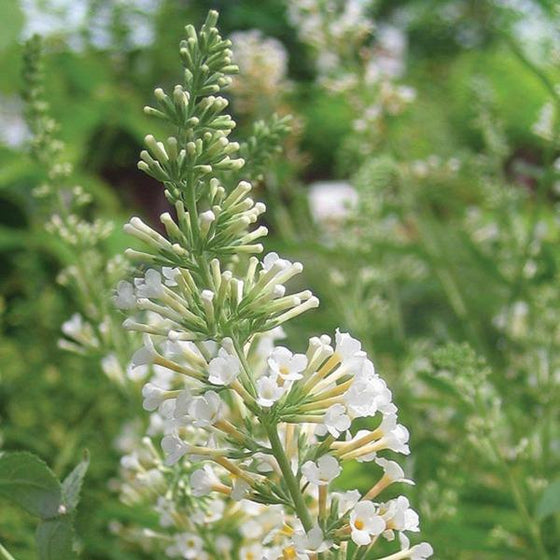 Vanilla Treat Butterfly Bushes Fragrant White Flowers Attract Pollinators