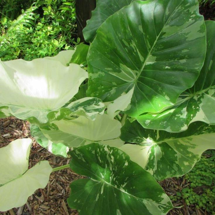 variegated elephant ear plant Variegated Alocasia Elephant Ear Plant