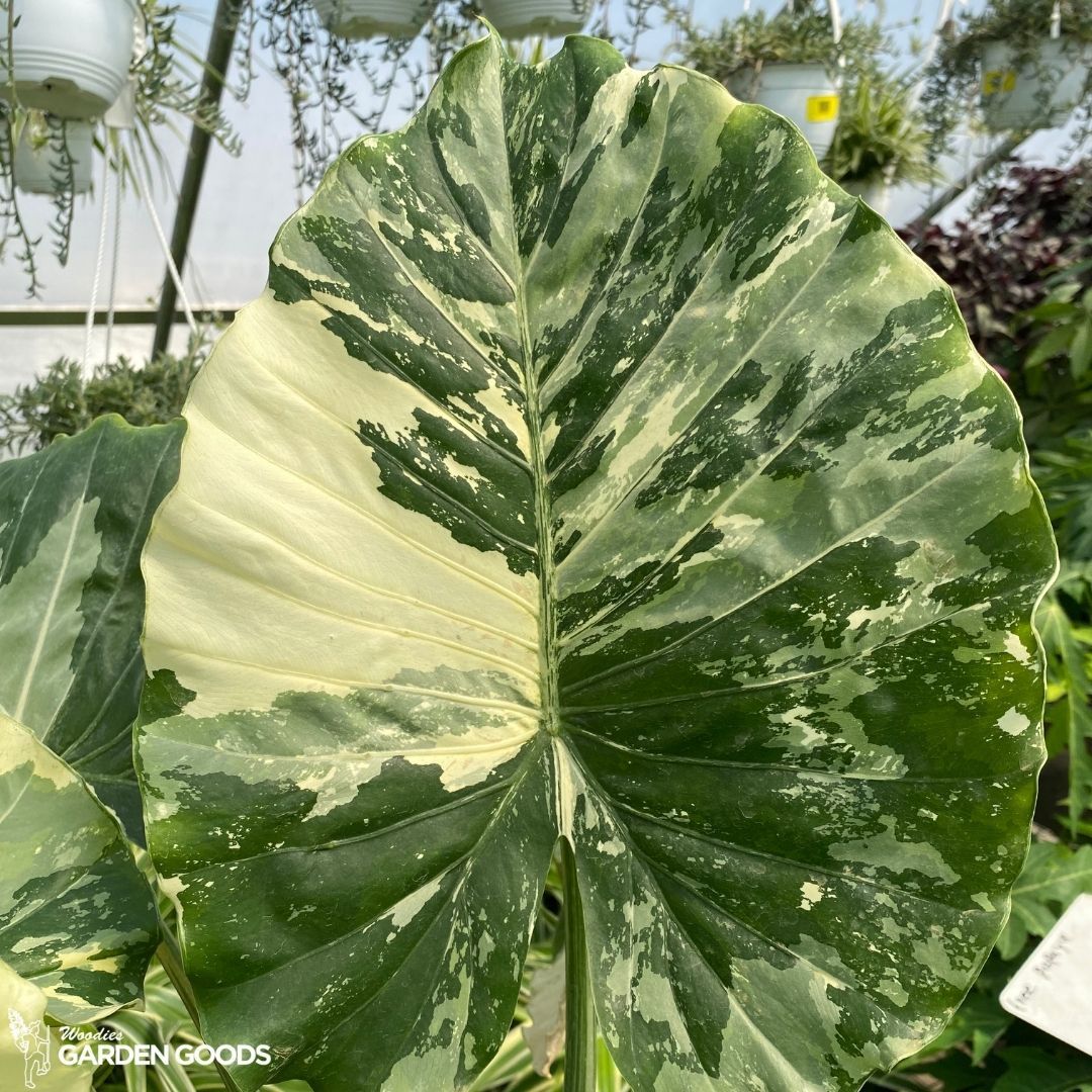 elephant ear plant online Variegated Alocasia Elephant Ear Plant