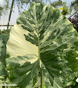 Variegated Alocasia Elephant Ear Plant