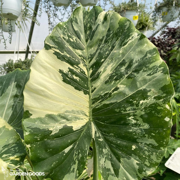 Variegated Alocasia Elephant Ear Plant
