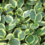 A collection of many peperomia obtusifolia variegated leaves