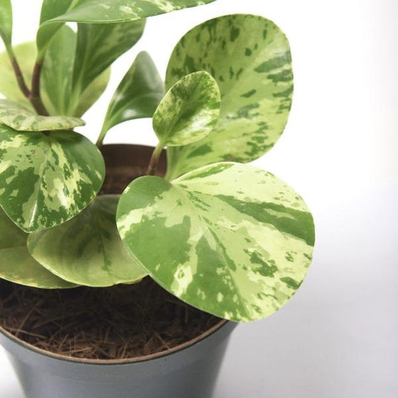 A closeup of another cultivar of peperomia obtusifolia variegata