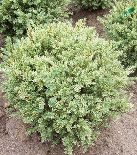 Variegated Boxwood