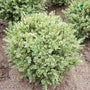 variegated boxwood has a round mounding growth habit