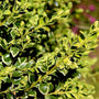 close look at variegated boxwood green foliage with cream edges