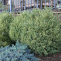 Variegated Boxwood as a foundation plant