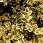 variegated boxwood closeup