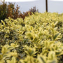 variegated boxwood