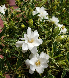 Variegated Dwarf Radicans Gardenia