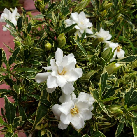 variegated gardenia radicans